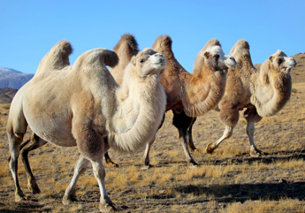 Kamelflaum - Hochland Kamele - Vorschau der Tiere in der Natur